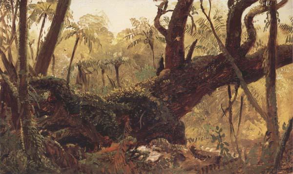 Frederic E.Church Rain Forest,jamaica,West Indies oil painting image